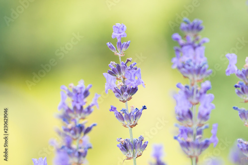 lavender © Christian