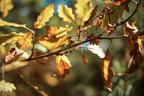 Autumn colourful leafs