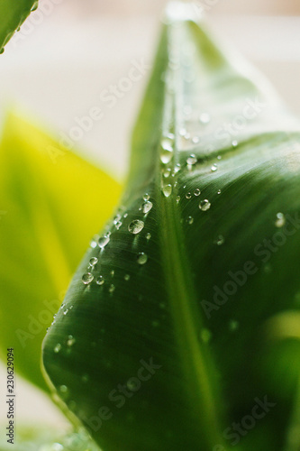 Banana tree leaves with dew drops.