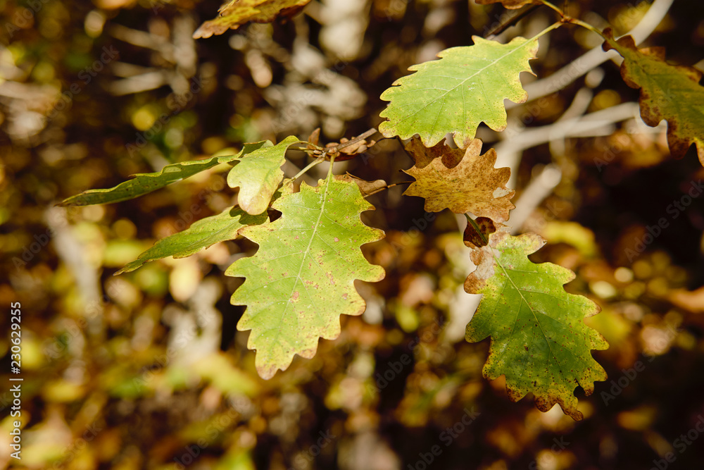 Autumn colourful leafs Autumn colourful leafs