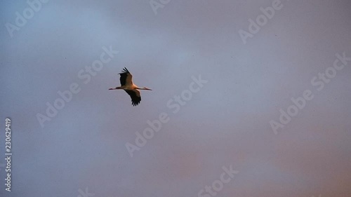 A beautiful stork in flight against a cloudly sky. Slow motion footage.
Transition from blue clouds to orange sky.