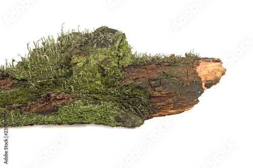 moss grows on wood on a white background