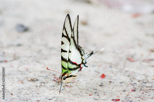 Rzadki i kolorowy motyl w Ameryce Południowej