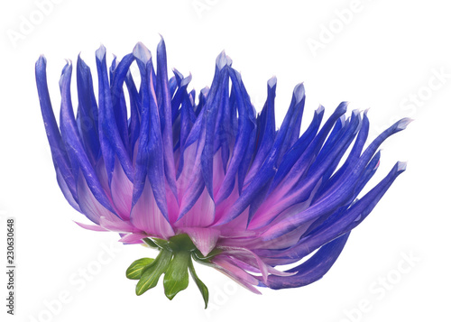 Fototapeta Naklejka Na Ścianę i Meble -  blue and pink bright dahlia bloom on white