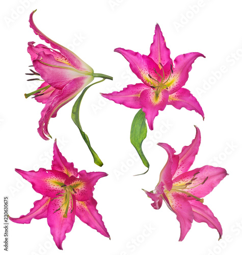 Fototapeta Naklejka Na Ścianę i Meble -  dark pink four lily isolated blooms on white