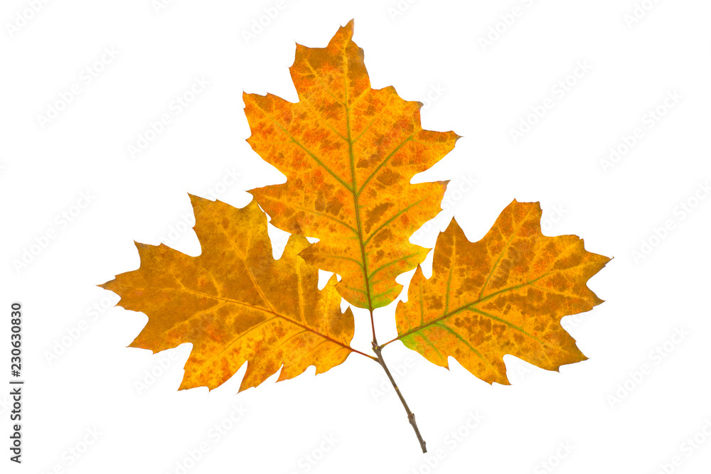 branch with yellow leaves isolated on white background branch with yellow leaves isolated on white background