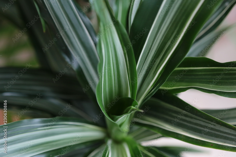 Fototapeta premium closeup of aloe vera plant