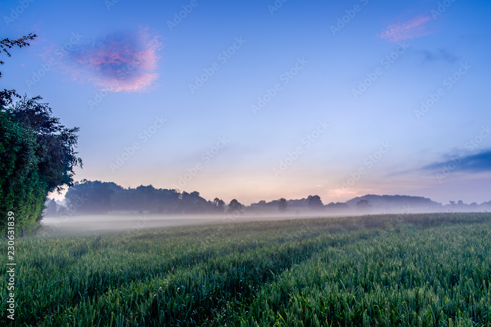 Between the sunset and the blue hour over a Rye field in the Orne countryside on a foggy evening, Normandy France - obrazy, fototapety, plakaty 
