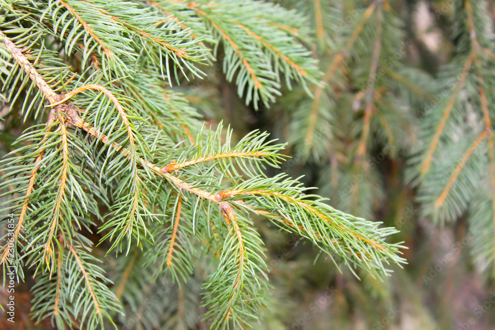 Green branch of fir tree close-up Green branch of fir tree close-up