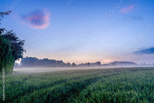 Between the sunset and the blue hour over a Rye field in the Orne countryside on a foggy evening, Normandy France