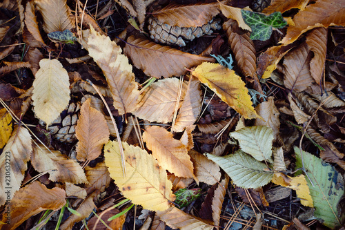 Autumn colourful leafs