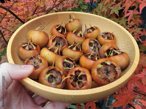Obraz na plátne Close-up of fruit of Common medlar Mespilus germanica in a wooden bowl