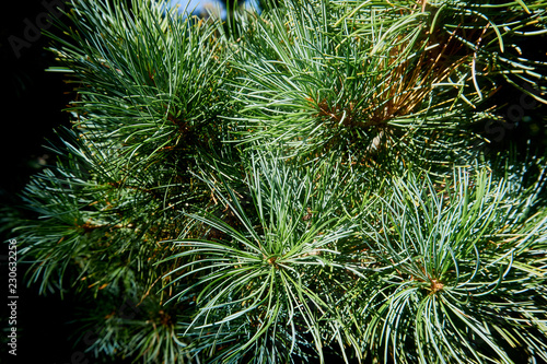 The texture of natural green is original. Needles of Japanese pine Pinus parviflora Glauca. Close-up of pine needles in focus. Nature for design