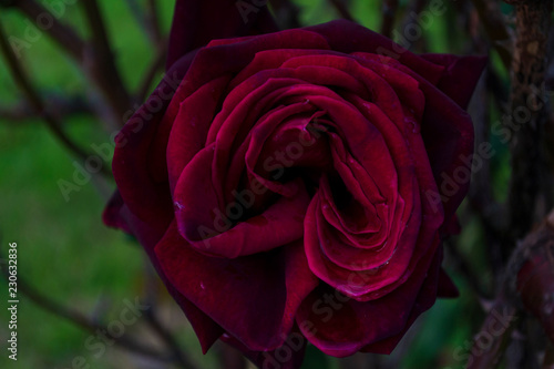 Deep burgundy rose close up
