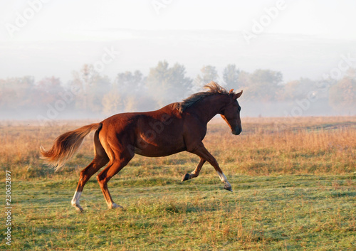 The chestnut horse gallops on a morning meadow lit with a rising sun