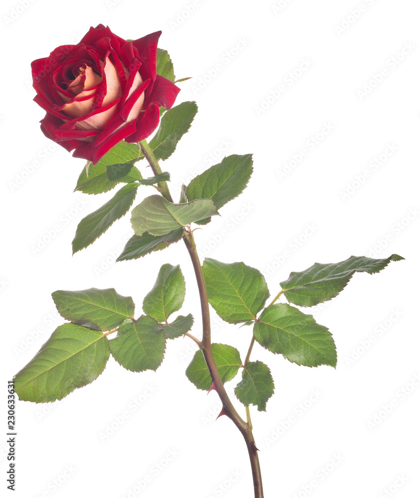 dark and light red color large rose dark and light red color large rose
