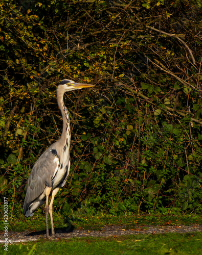 Heron on the towpath