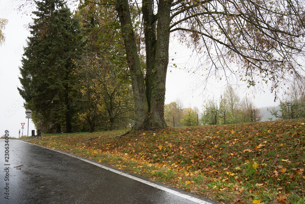 Obraz premium Road Amidst Trees In Forest During Autumn