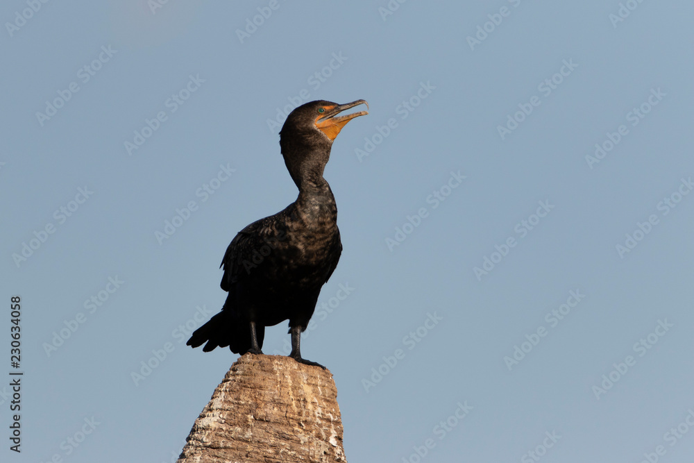 Fototapeta premium Double Crested Cormorant