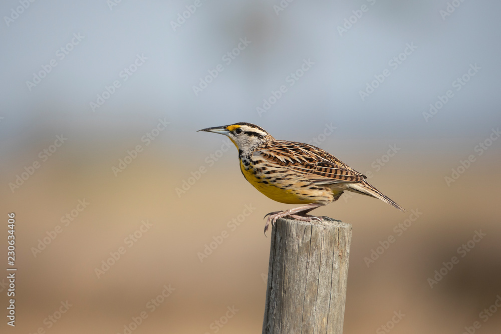 Eastern Meadowlark on Fence Post Eastern Meadowlark on Fence Post
