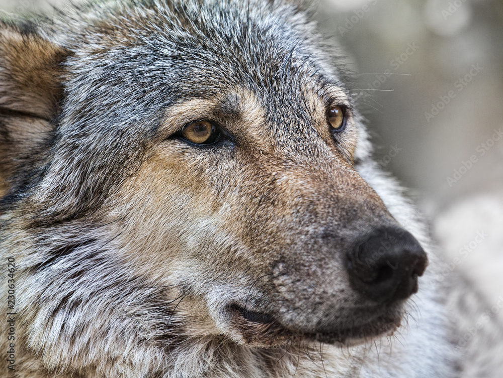 wolf close up photo wolf close up photo