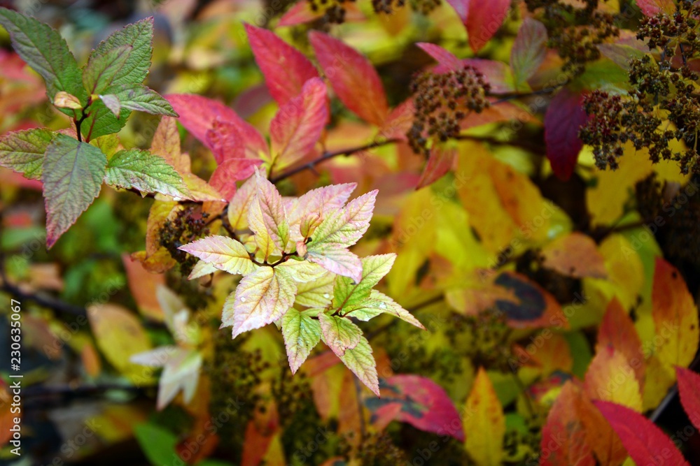 Bright colorful leaves of spirea in autumn in the garden close-up. Bright colorful leaves of spirea in autumn in the garden close-up.