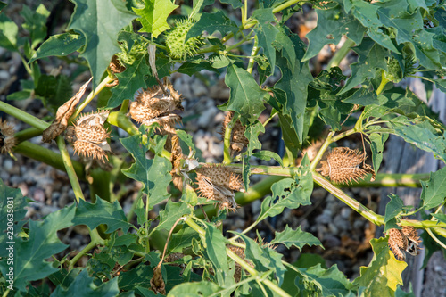 Durman fruit outdoors in nature. photo