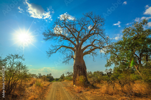 Baobab tree in Musina Nature Reserve, one of the largest collections of baobabs in South Africa. Game drive in Limpopo Game and Nature Reserves. Sunny day with blue sky. photo