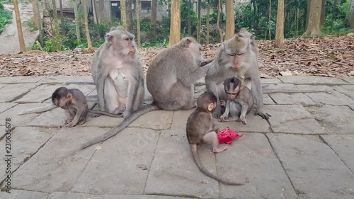 A family of monkeys resting in a botanical garden. photo