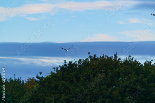 gull over trees with cloudy sky
