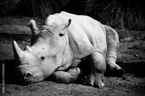 rhinocéros sigean © Fourcade.N