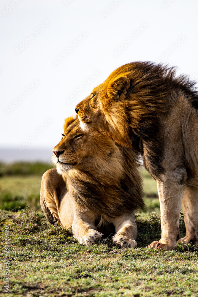 Naklejka premium two brother lions in serengeti