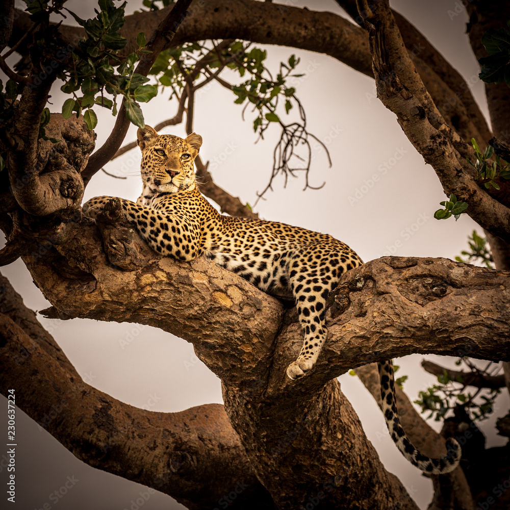 Gartenposter mit Leopard ruht auf Baumast #230637224