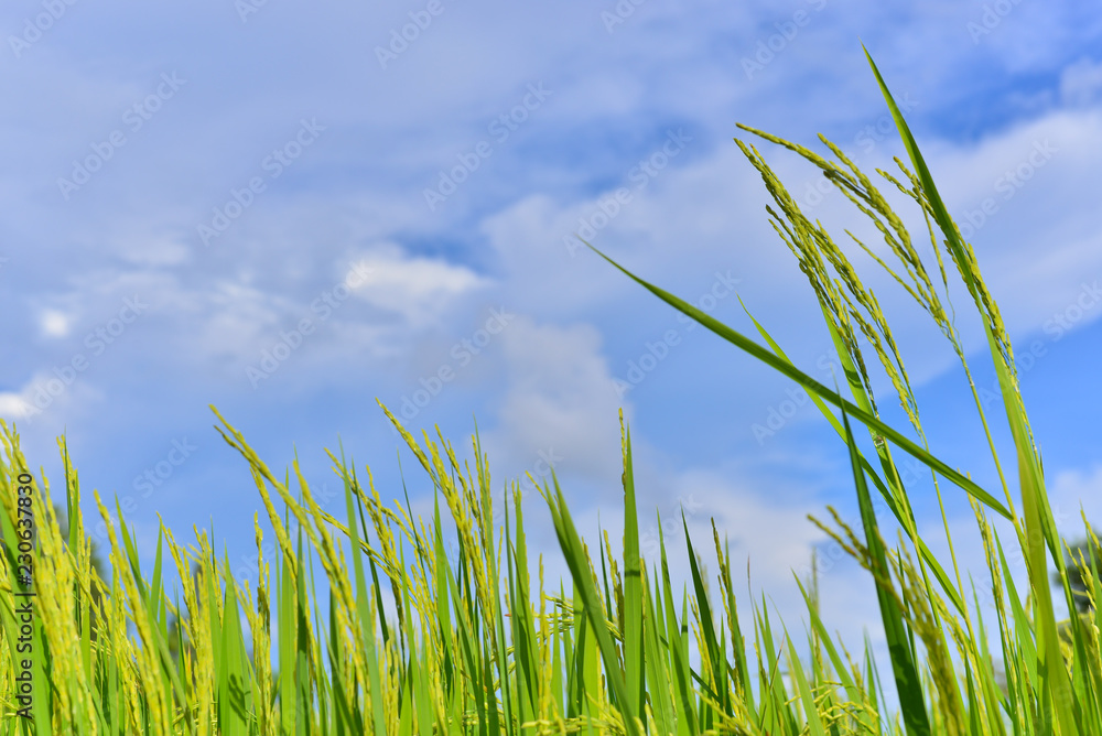 Obraz premium Rice plants and blue sky background 