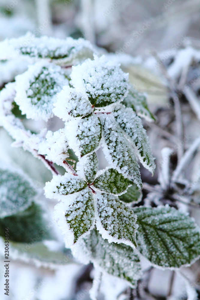 Green blackberry leaves covered with rime. Frozen winter day. Green blackberry leaves covered with rime. Frozen winter day.