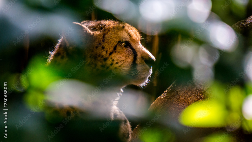 Obraz premium guépard