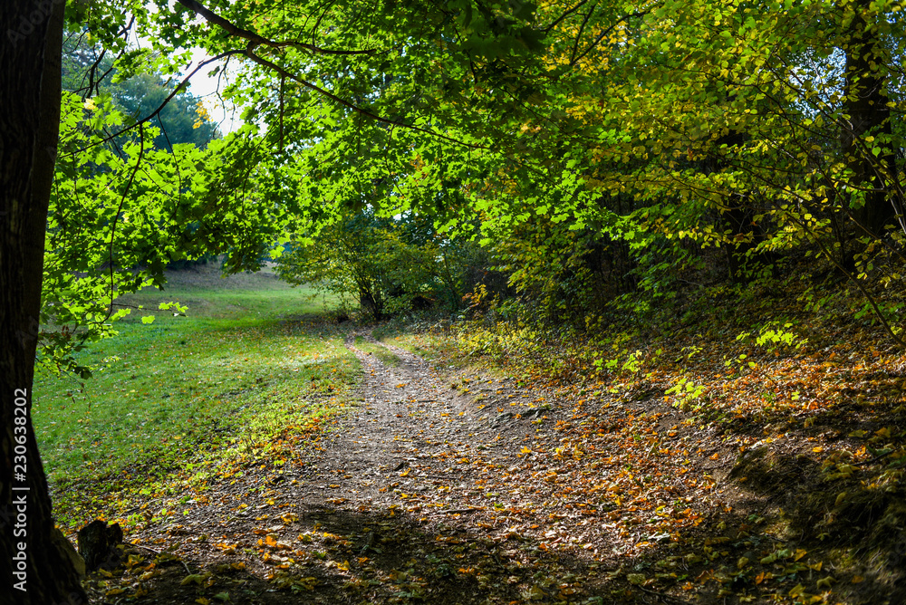 Park landscape, trees by the alley in the park on a sunny day. Park landscape, trees by the alley in the park on a sunny day.