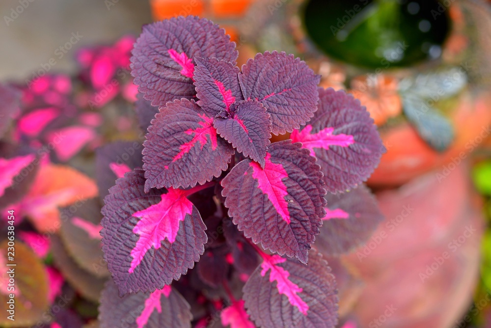 Coleus is a tropical Southeast Asian plant of the mint family that has  brightly colored variegated leaves and is popular as a houseplant. Stock 写真  | Adobe Stock