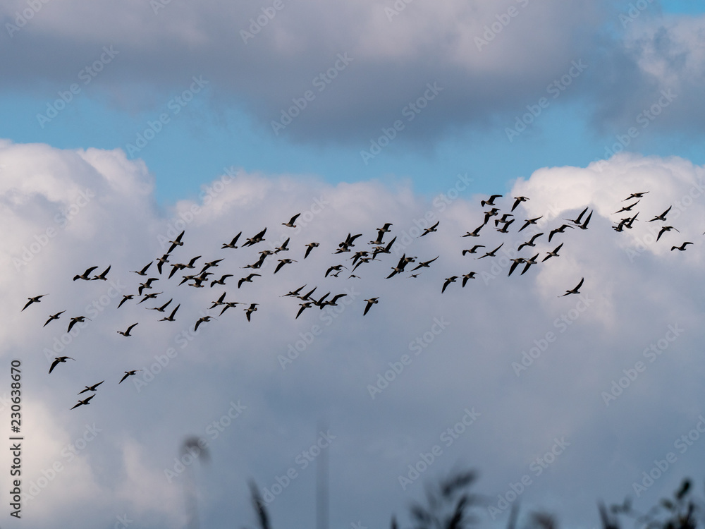 birds flying together above lake