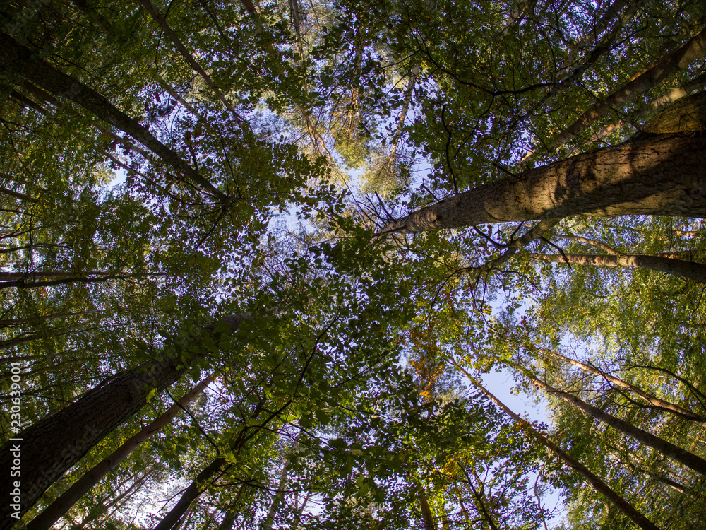 Fototapeta premium road in woods while spring to autumn transition with beautiful orange and red tones 