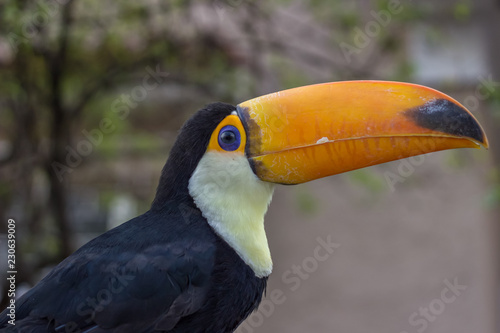 portrait of a toucan © Marcello Azeredo
