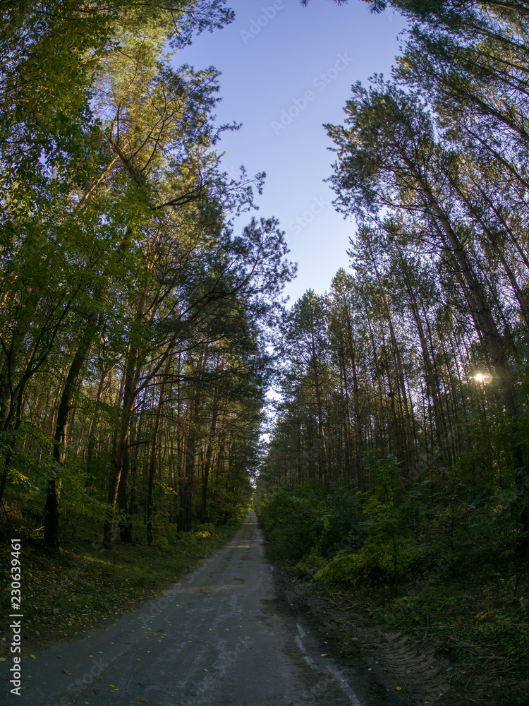 Fototapeta premium road in woods while spring to autumn transition with beautiful orange and red tones 