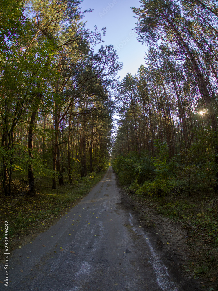 road in woods while spring to autumn transition with beautiful orange and red tones	