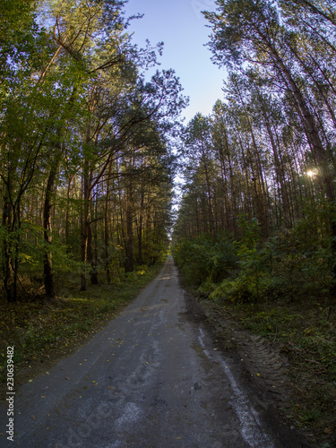 road in woods while spring to autumn transition with beautiful orange and red tones  © kamil