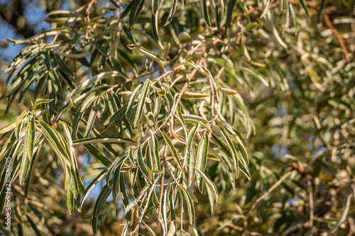 Very narrow light green and silver leaves of the Elaeagnus angustifolia, or Russian Olive, or wild olive. Nice curly background. Nature concept for design