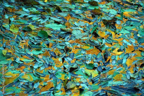 Yellow leaves floating in the river, autumn background