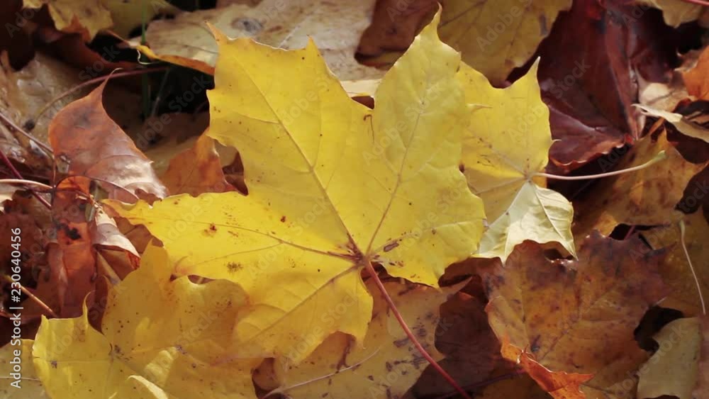 Yellow maple leafs in a morning sunlight. Yellow maple leafs in a morning sunlight.