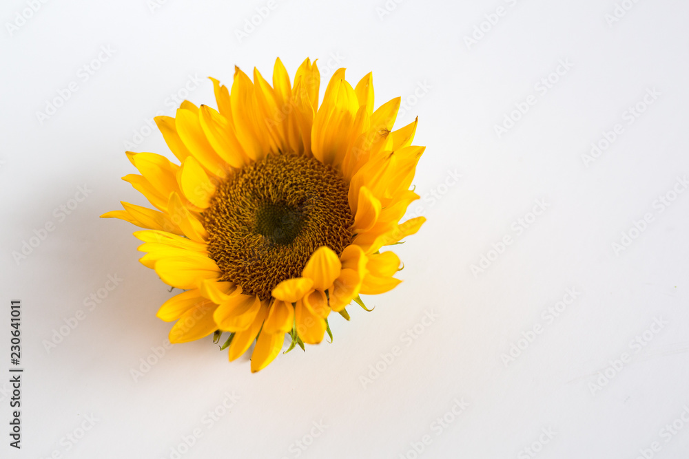 Obraz premium Sunflower