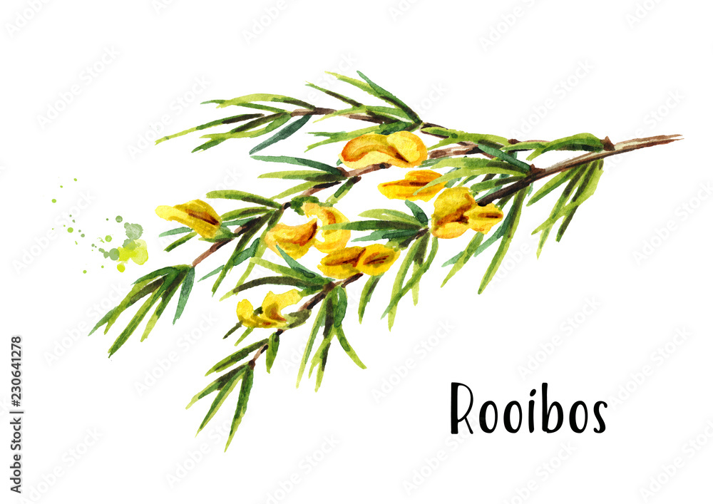Rooibos branch, Aspalathus linearis. Watercolor hand drawn illustration, isolated on white background