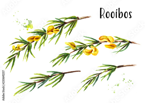 Rooibos branch set, Aspalathus linearis. Watercolor hand drawn illustration, isolated on white background photo
